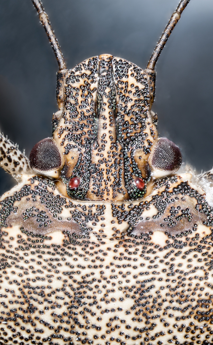 Closeup of brown marmorated stink bug